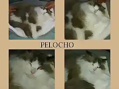 pelocho1