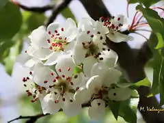 004, flor del espino2, marca