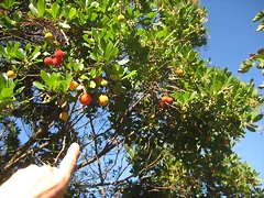 IMG_0173 IMG_0173