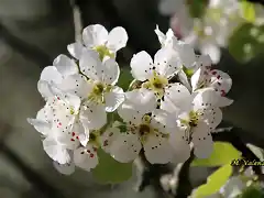 16, flores de peral, marca