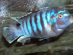 Pseudotropheus demasoni Pseudotropheus demasoni