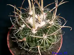 Echinocactus lamellosus=Stenocactus lameallosus