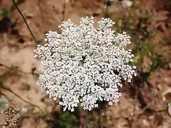 flor junto al arroyo