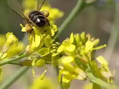 abeja1