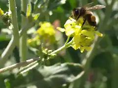 abeja3