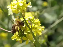 abeja2