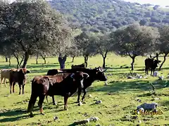 019, vacas pastando 2, marca