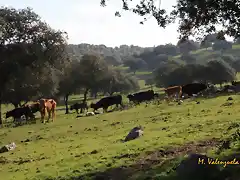 018, vacas pastando, marca