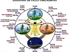 ciclo-circadiano