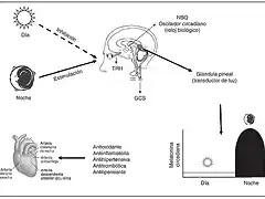 GlPnLuz