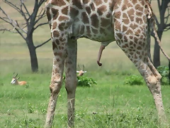 Lion Park & Johannesburg Zoo 31-01-09 281 Lion Park & Johannesburg Zoo 31-01-09 281