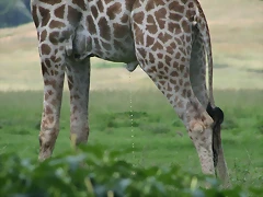 Lion Park & Johannesburg Zoo 31-01-09 274 Lion Park & Johannesburg Zoo 31-01-09 274