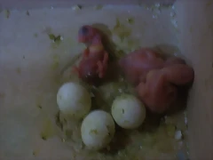 3º si 3º si
