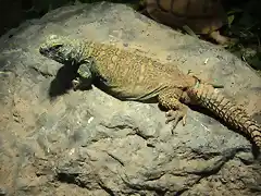 Lagarto adornado de las palmeras (Uromastyx ornata)