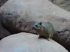 Dam?n roquero de El Cabo (Procavia capensis capensis)