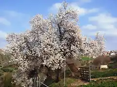 ALMENDRO EN EL HONDILLO