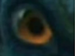 prolemuris ojo2