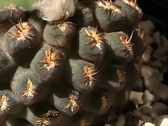 Eriosyce napina tenebrica areolas