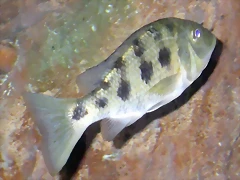 Fossorochromis rostratus