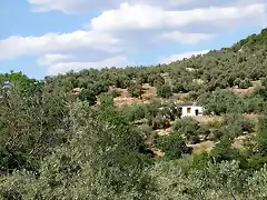 cortijo de jarillo