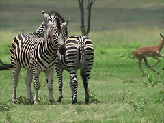 Lion Park & Johannesburg Zoo 31-01-09 260 Lion Park & Johannesburg Zoo 31-01-09 260