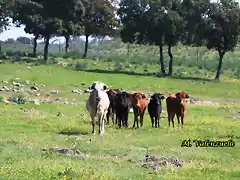 06, vacas, marca