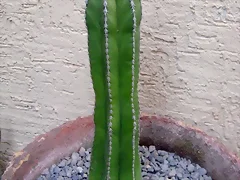 pachycereus