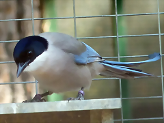 Cyanopica cooki