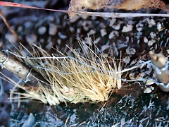 DSC_1323 DSC_1323