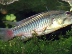 Dimidiochromis dimidiatus Dimidiochromis dimidiatus