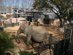 Zoo de Barcelona 04-03-11 241 Zoo de Barcelona 04-03-11 241