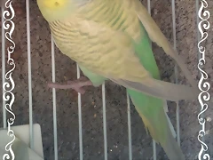 DSC00419