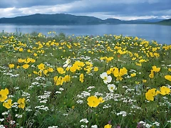 Field of Arctic Poppies, Near Nain Labrador, Canada