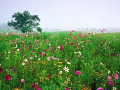 Field of Black-eyed Susans and Cosmos, Union, Kentucky