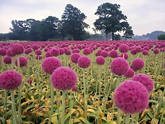 Field of Pink Onions, Wassenaar in the Schieland Region, Holland, The Netherlands