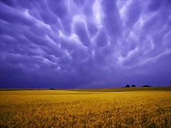 Field of Amber Grains, Iowa