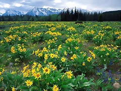 Field of Arrowleaf Balsamroot and the Teton Range, Wyoming