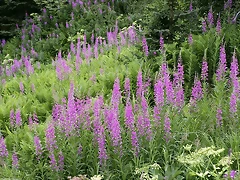 Field of Fireweed, Alaska