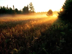 Field of Gold