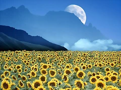 Field of Illusions