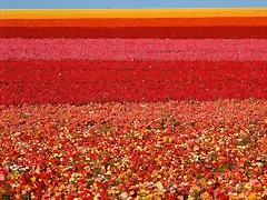 Field of Ranunculus, San Diego, California
