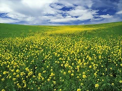 Field of Mustard, Palouse Region, Washington
