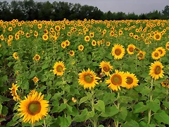 Field of Sunflowers, North Dakota
