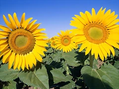 Field of Sunflowers