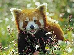 Firefox, Red Panda Firefox, Red Panda
