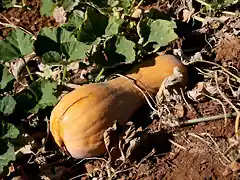 002, calabaza para...