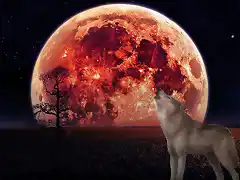 The red moon y lobo copia