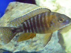 Aulonocara hansbaenschi 2 Aulonocara hansbaenschi 2