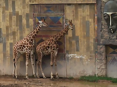 Terra Natura Murcia agosto 2010 170