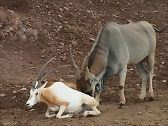Terra Natura Murcia agosto 2010 214